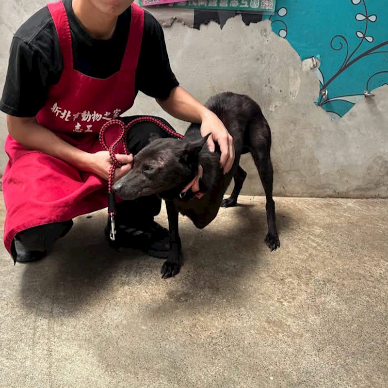 新北市新店區公立動物之家,編號:462538, 混種犬          