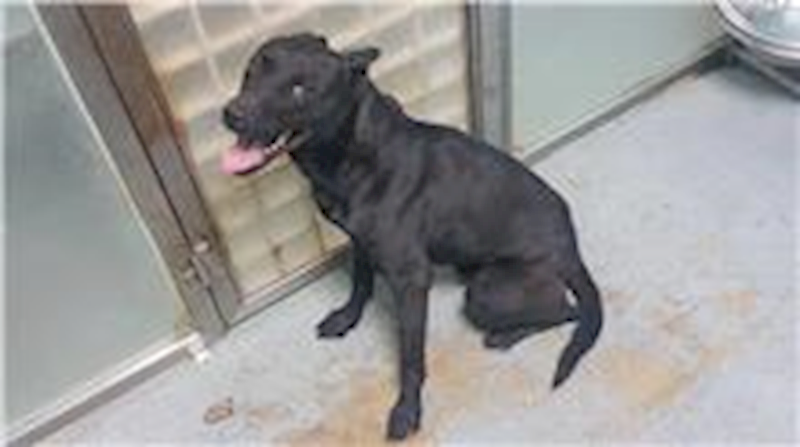 臺北市動物之家,編號:194856, 混種犬          