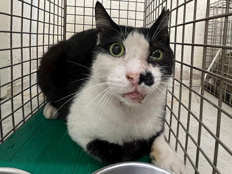 臺北市動物之家,編號:450117, 混種貓                 