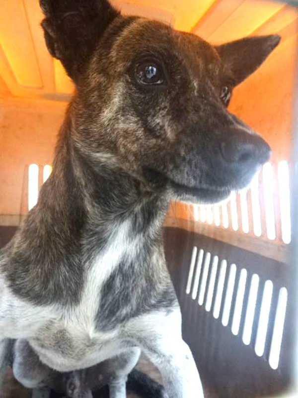 宜蘭縣流浪動物中途之家,編號:462656, 混種犬          