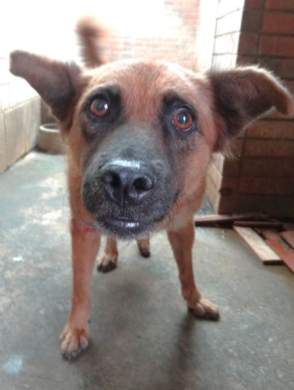 宜蘭縣流浪動物中途之家,編號:462655, 混種犬          