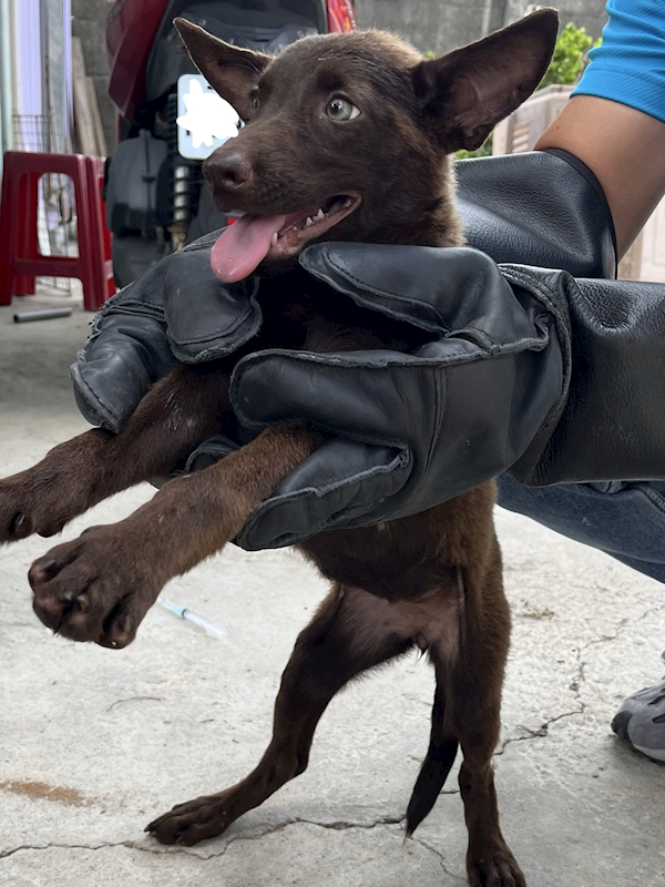 彰化縣流浪狗中途之家臨時收容所,編號:462645, 混種犬          