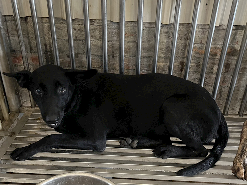彰化縣流浪狗中途之家臨時收容所,編號:462640, 混種犬          