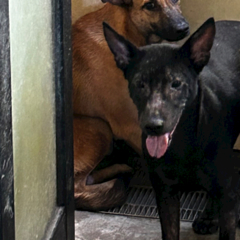 澎湖縣流浪動物收容中心,編號:347620, 混種犬          