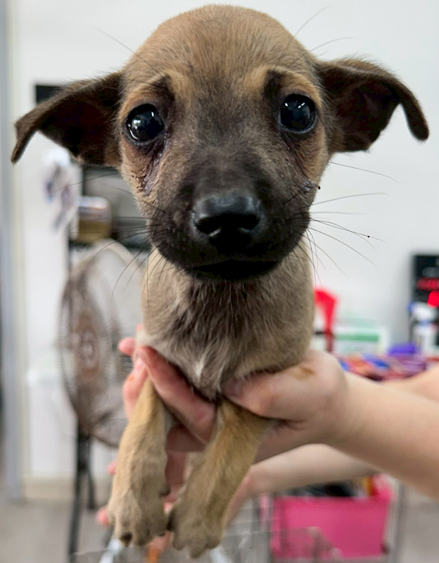 花蓮縣狗貓躍動園區,編號:449400, 混種犬          