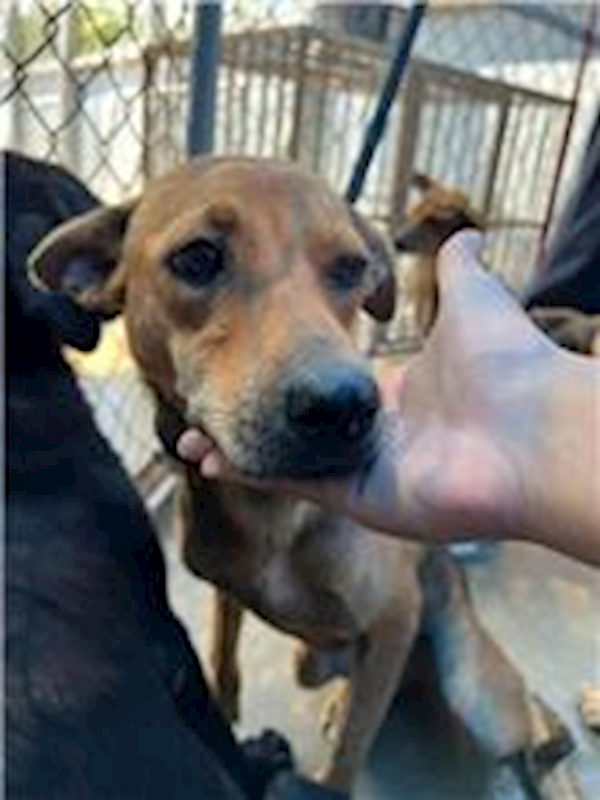 桃園市動物保護教育園區,編號:273567, 混種犬          