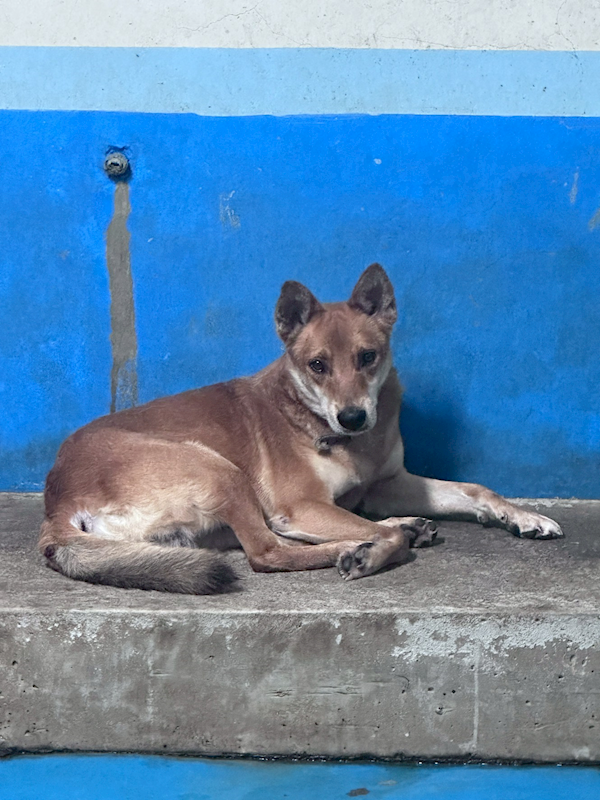 苗栗縣動物保護教育園區,編號:462297, 混種犬          