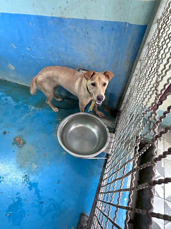 苗栗縣動物保護教育園區,編號:462591, 混種犬          