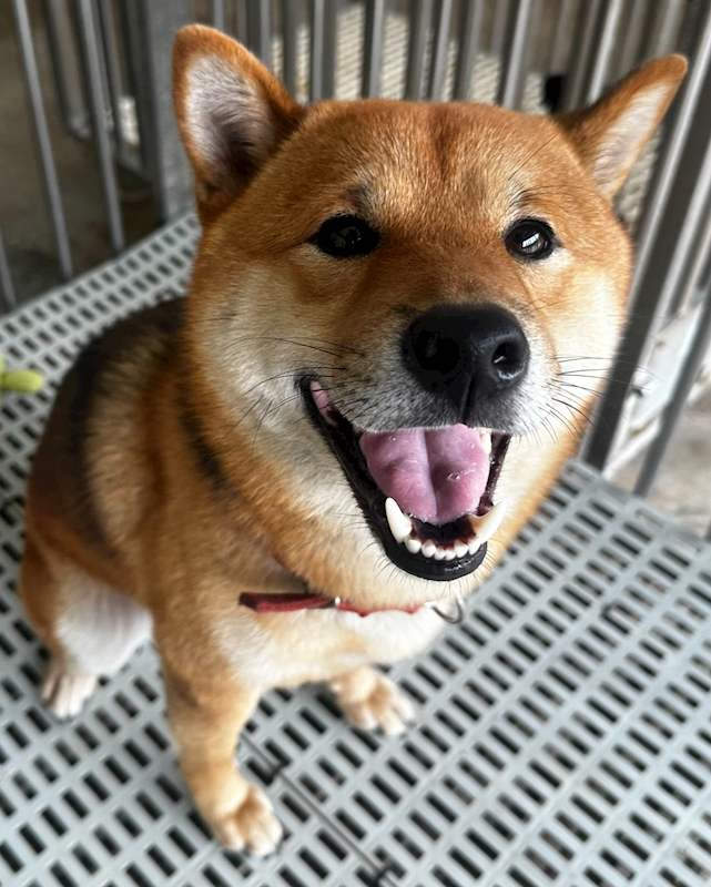 花蓮縣狗貓躍動園區,編號:457374, 柴犬                  