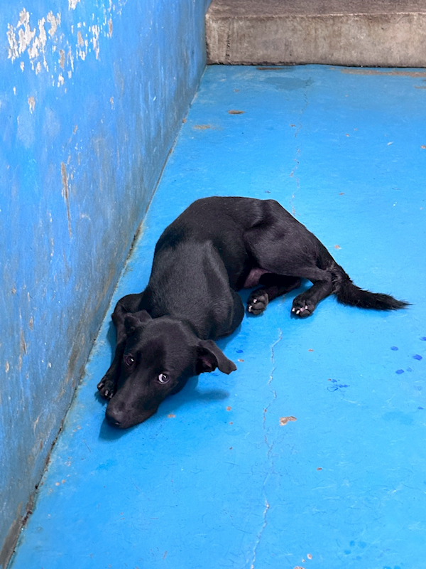 苗栗縣動物保護教育園區,編號:462590, 混種犬          