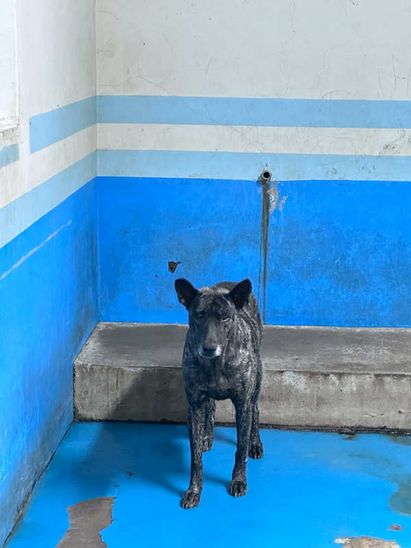 苗栗縣動物保護教育園區,編號:462586, 混種犬          