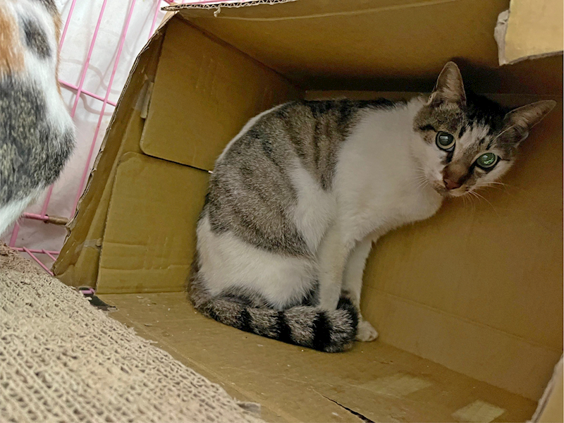 臺北市動物之家,編號:345423, 混種貓                 