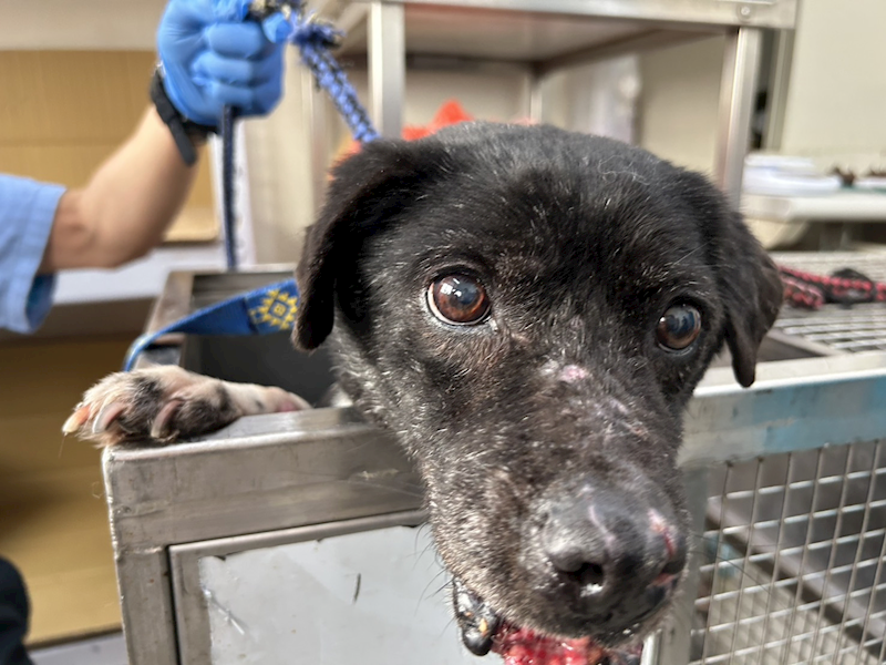 臺北市動物之家,編號:396998, 混種犬          