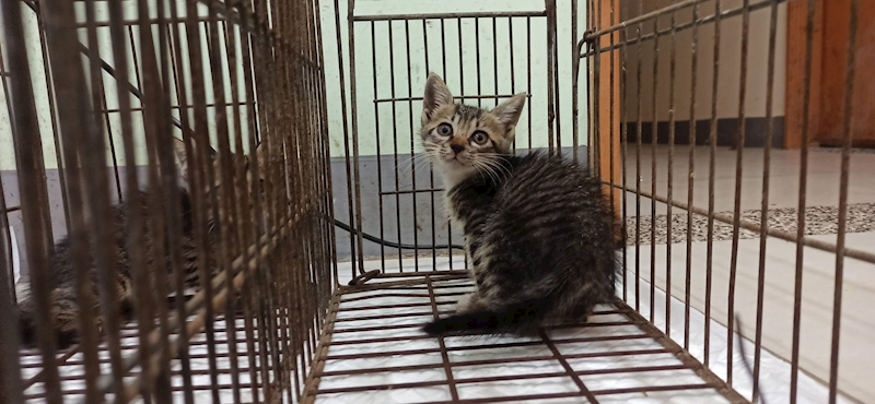 金門縣動物收容中心,編號:462809, 混種貓                 