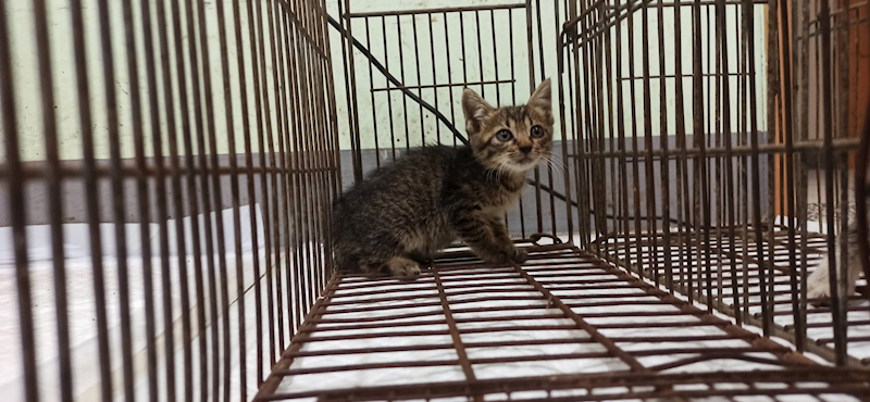 金門縣動物收容中心,編號:462808, 混種貓                 