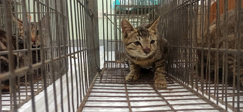 金門縣動物收容中心,編號:462807, 混種貓                 