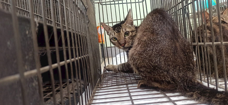 金門縣動物收容中心,編號:462806, 混種貓                 