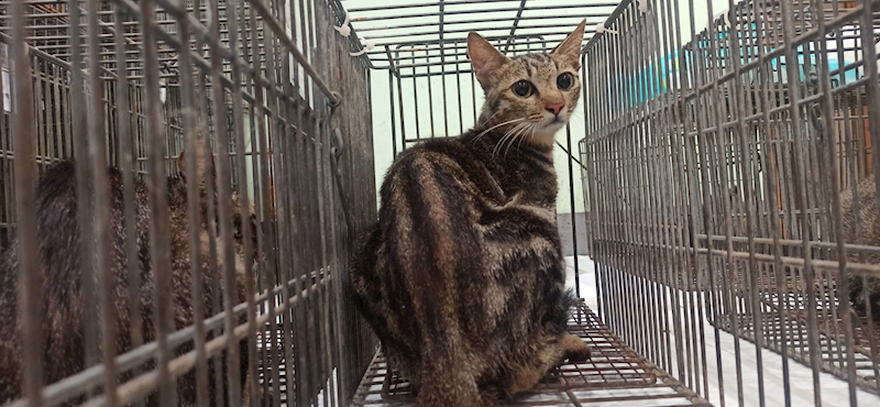 金門縣動物收容中心,編號:462805, 混種貓                 