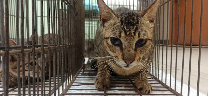 金門縣動物收容中心,編號:462804, 混種貓                 