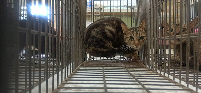 金門縣動物收容中心,編號:462803, 混種貓                 