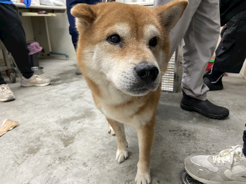 臺北市動物之家,編號:387266, 柴犬                  