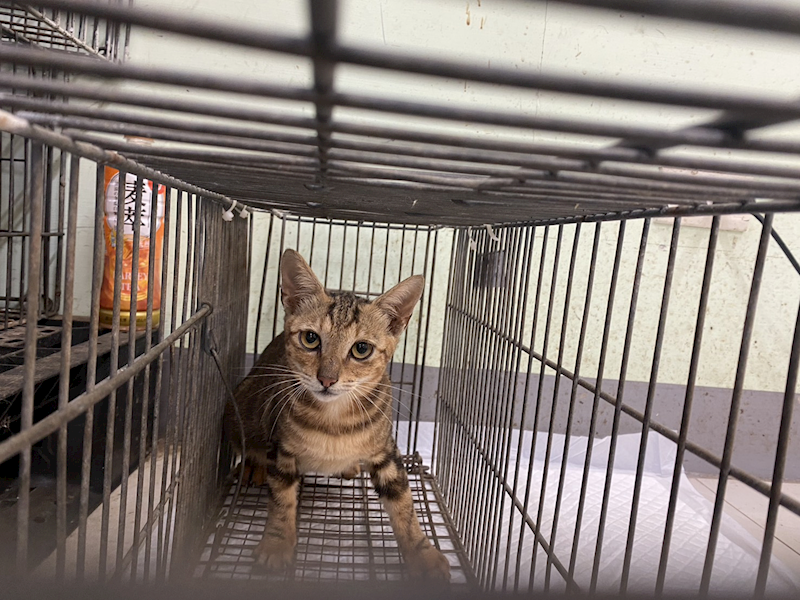 金門縣動物收容中心,編號:462759, 混種犬          