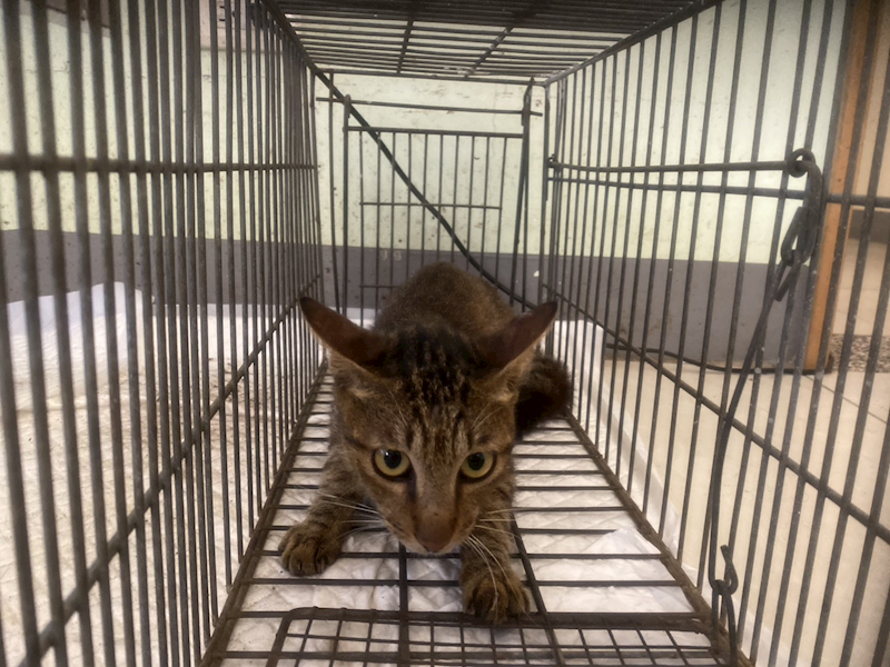 金門縣動物收容中心,編號:462758, 混種貓                 