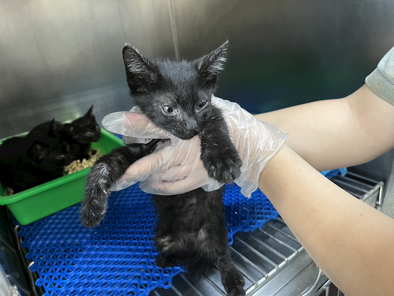 桃園市動物保護教育園區,編號:456379, 混種貓                 