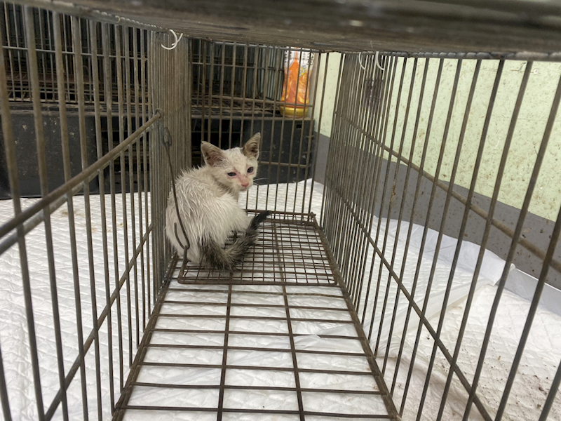 金門縣動物收容中心,編號:462742, 混種貓                 