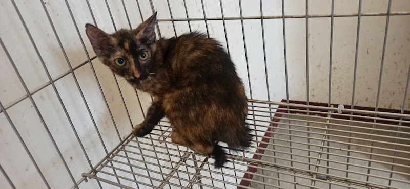 金門縣動物收容中心,編號:462741, 混種貓                 