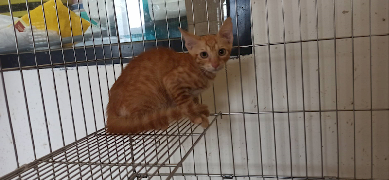 金門縣動物收容中心,編號:462740, 混種貓                 