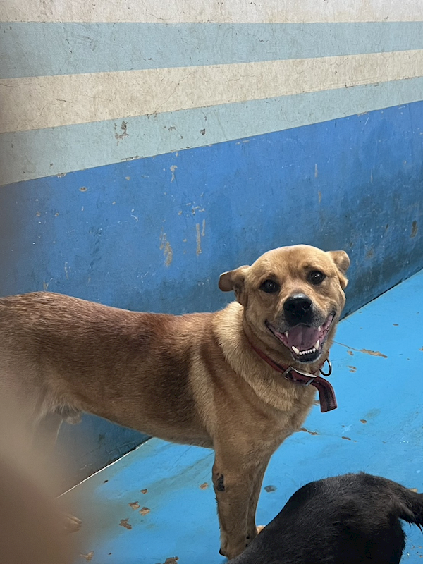 苗栗縣動物保護教育園區,編號:449999, 混種犬          