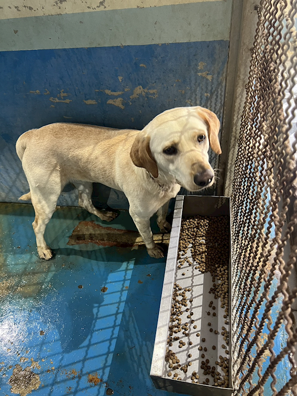 苗栗縣動物保護教育園區,編號:443055, 混種犬          