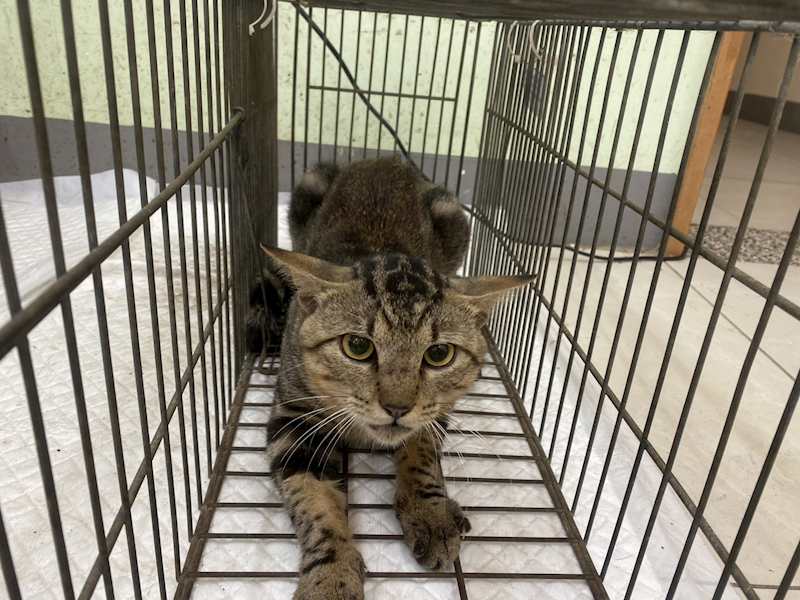 金門縣動物收容中心,編號:462739, 混種貓                 