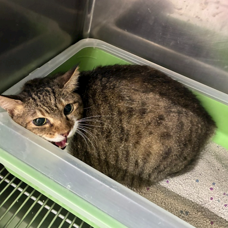 臺北市動物之家,編號:462215, 混種貓                 