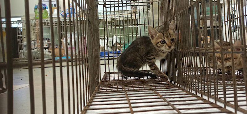 金門縣動物收容中心,編號:462734, 混種貓                 