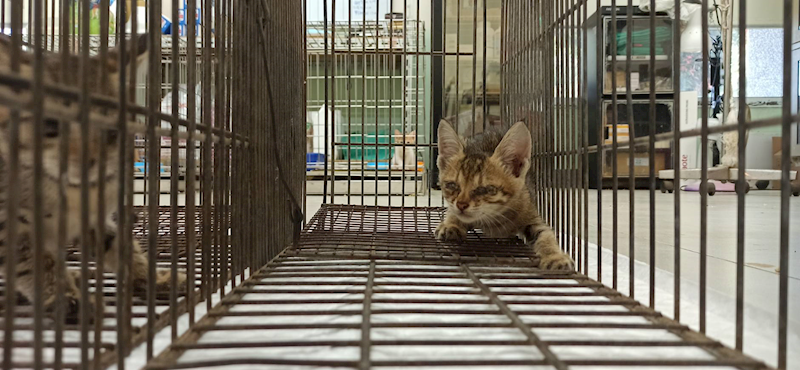 金門縣動物收容中心,編號:462733, 混種貓                 
