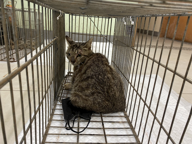 金門縣動物收容中心,編號:462732, 混種貓                 