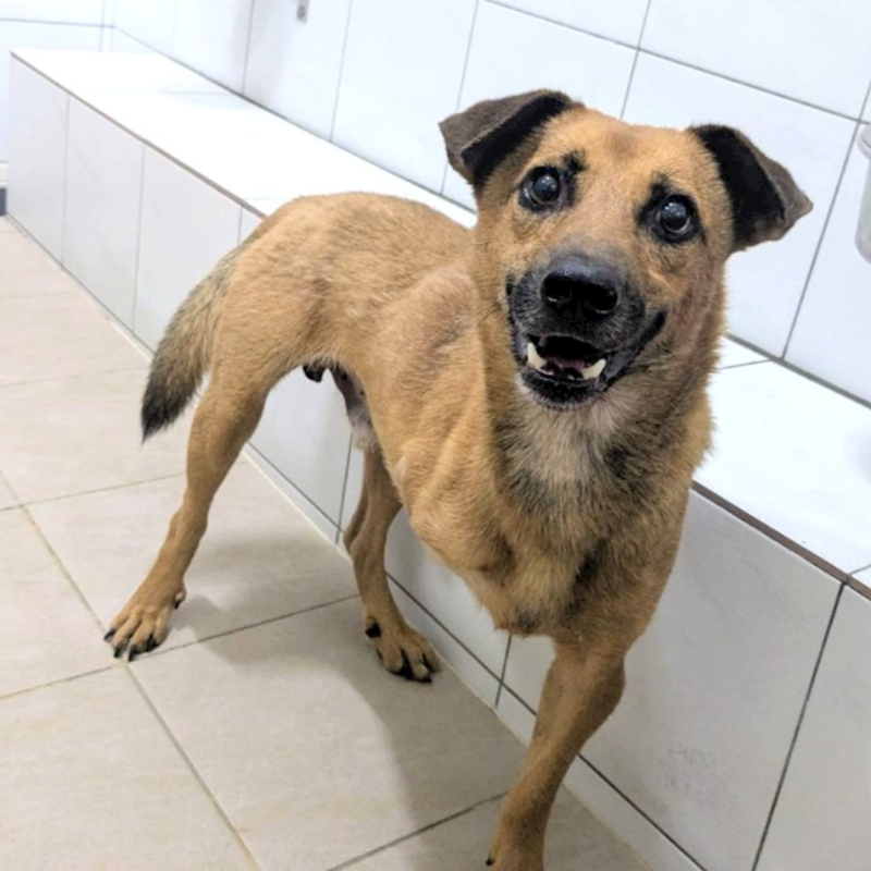 新竹縣動物保護教育園區,編號:455887, 混種犬          