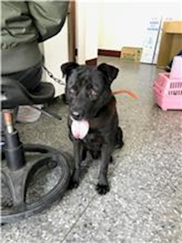 新竹縣動物保護教育園區,編號:204750, 混種犬          