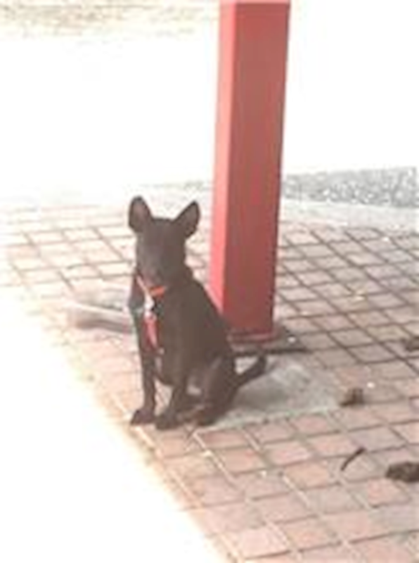 新竹縣動物保護教育園區,編號:184870, 混種犬          