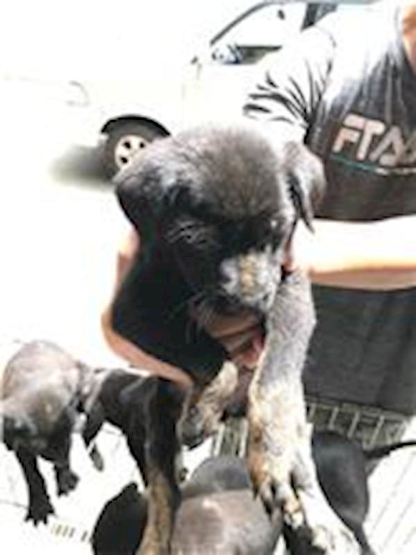 新竹縣動物保護教育園區,編號:178179, 混種犬          