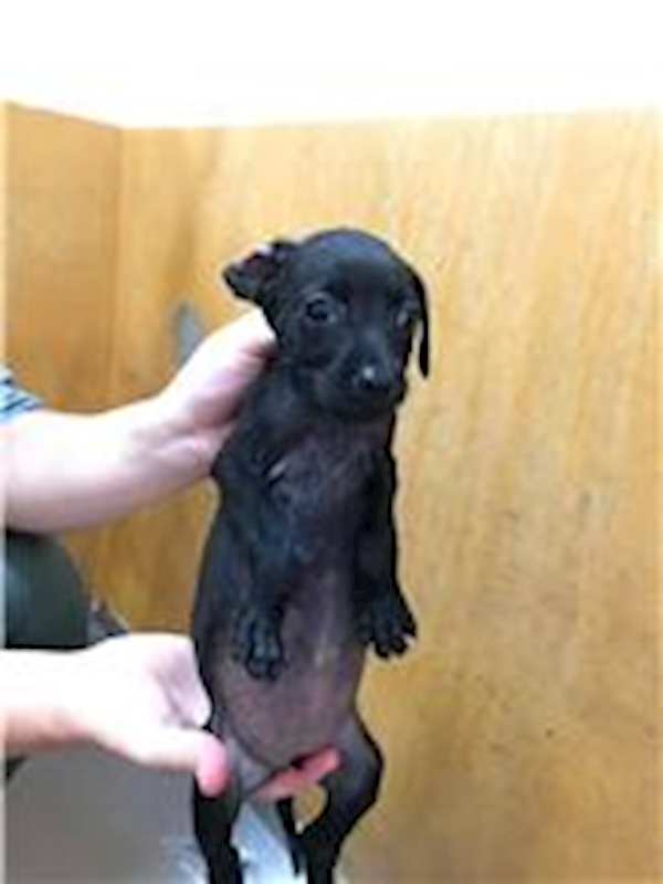 新竹縣動物保護教育園區,編號:174978, 混種犬          