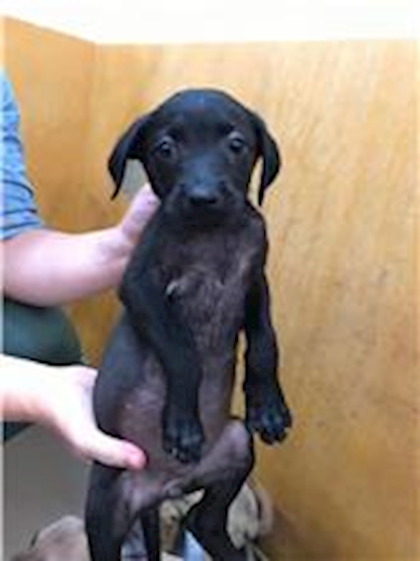 新竹縣動物保護教育園區,編號:174972, 混種犬          