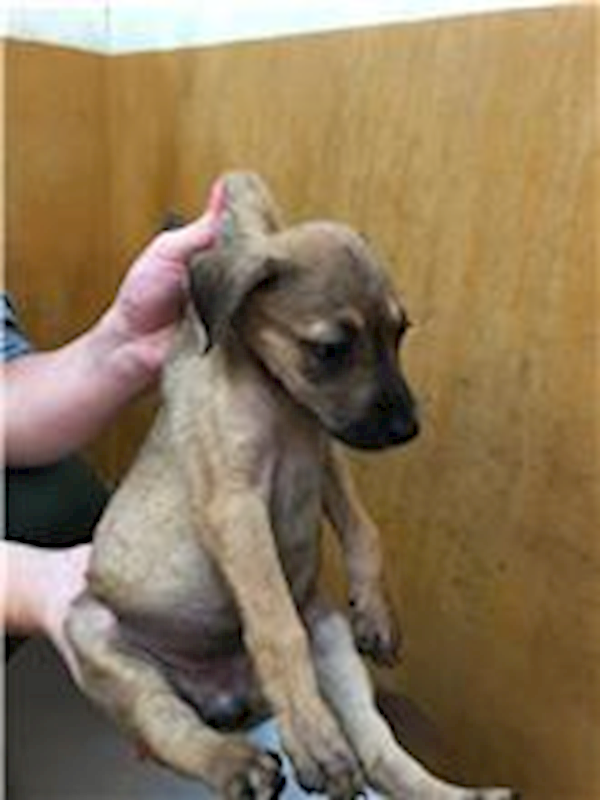 新竹縣動物保護教育園區,編號:174960, 混種犬          