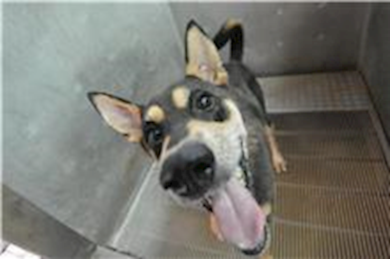 新竹縣動物保護教育園區,編號:113131, 混種犬          