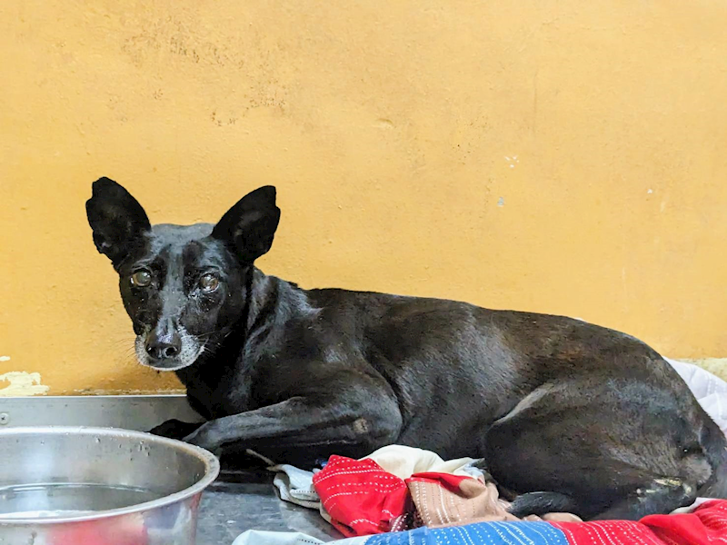 新竹縣動物保護教育園區,編號:379637, 混種犬          