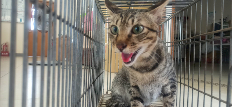 金門縣動物收容中心,編號:462826, 混種貓                 