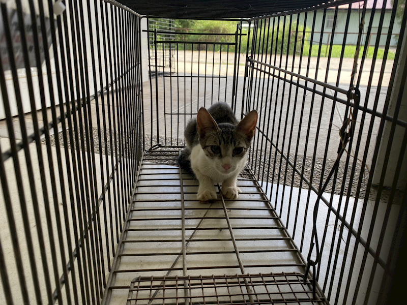金門縣動物收容中心,編號:462825, 混種貓                 