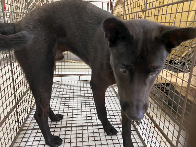 金門縣動物收容中心,編號:462823, 混種犬          